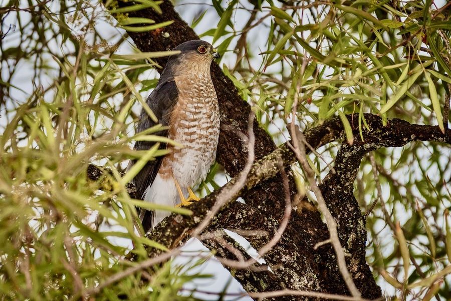 Sharp-shinned Hawk by Becky Matsubara is licensed under CC BY 2.0.